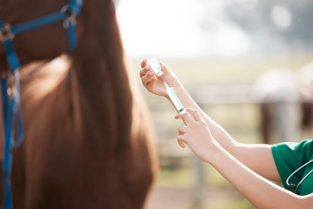A veterinarian preparing an injection beside a horse